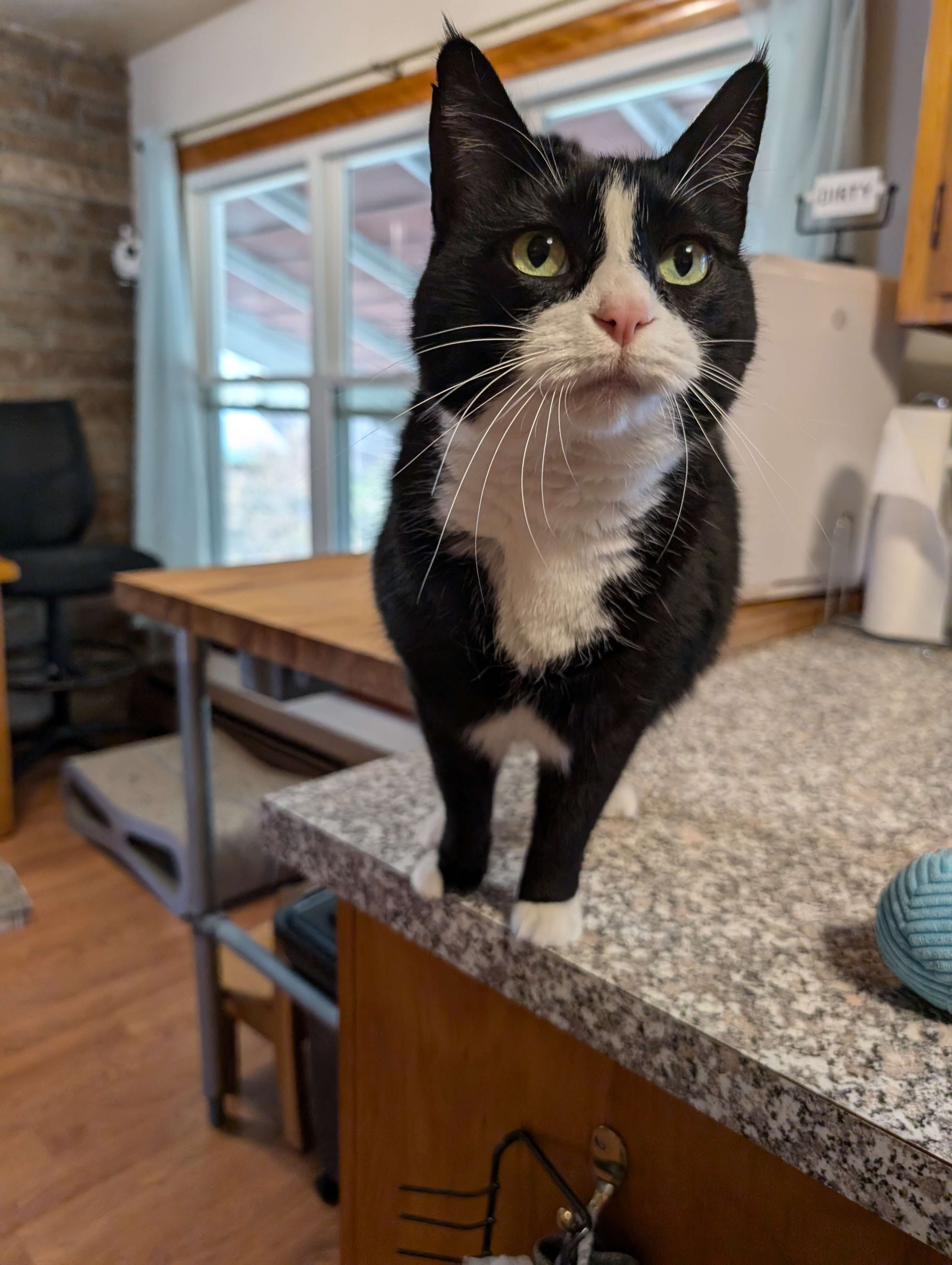 Shy, a member of the Pawketz pet crew