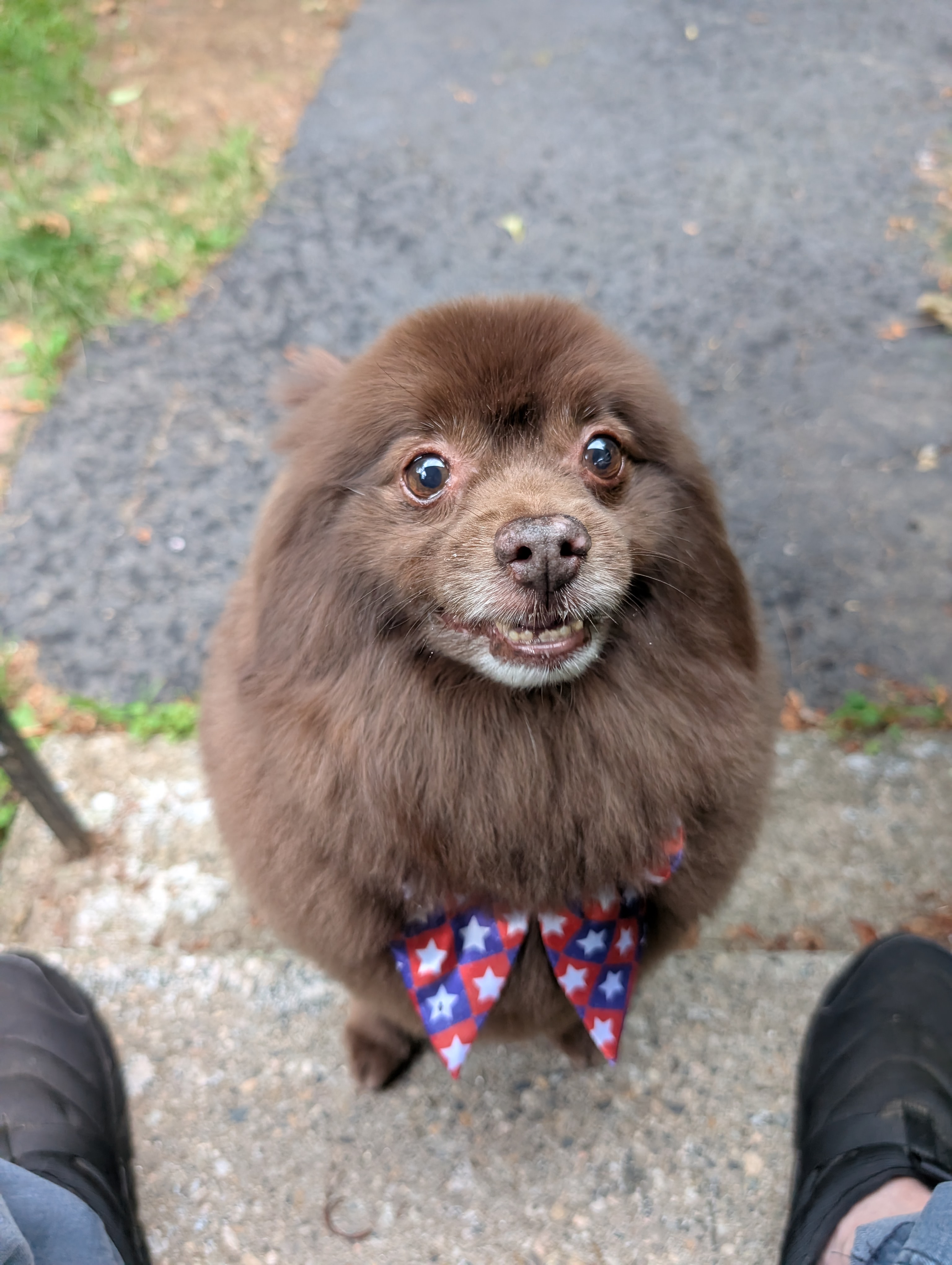 Bear, a member of the Pawketz pet crew
