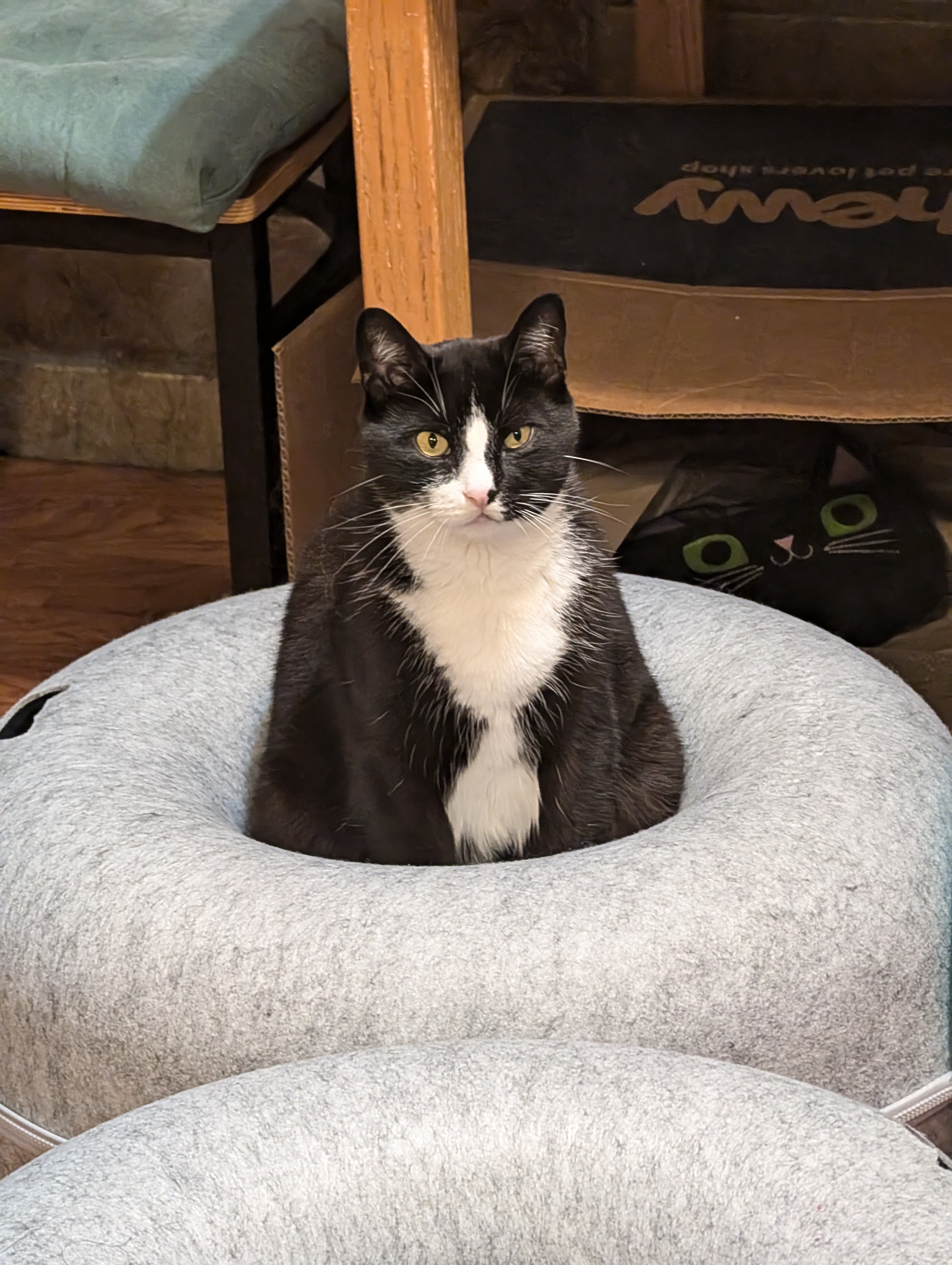 Milo, a member of the Pawketz pet crew